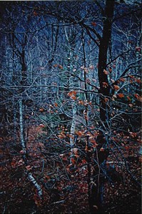 Image description is not available for 1984.024